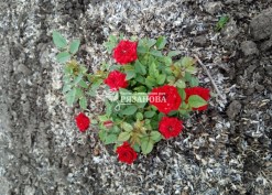 Фото куста розы Ред Маг