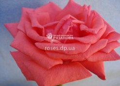 Фото парковой розы