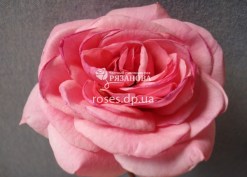 Фото цветка розы Ройял Боника