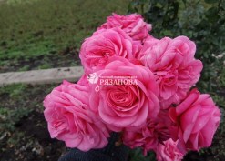 Соцветие розы флорибунда Ройял Боника