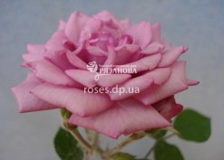 Бордюрная роза Рокси