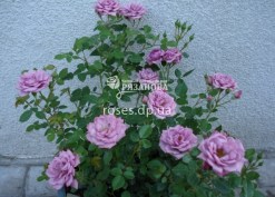 Куст розы Рокси в вазоне