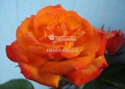 Цветок розы Румба