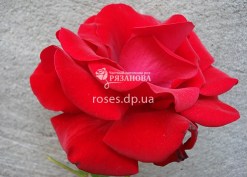 Цветок розы Сантана