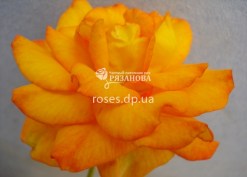 Фото цветка розы Сахара