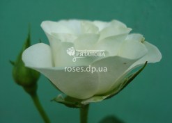 Цветок розы Сноу Флейк
