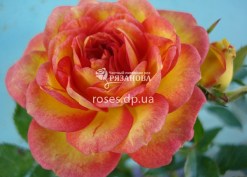 Цветок розы Бэби Романтика