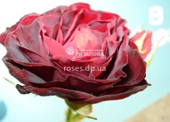 Цветок розы  Ред Сенсейшн