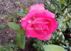 Фото розы Топаз