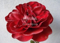 Фото цветка патио розы Торнадо