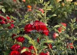 Фото розы Торнадо в питомнике роз Рязанова