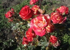 Соцветие розы Файер Флеш