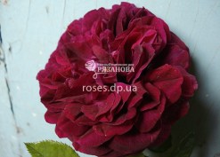 Цветок розы Фальстаф