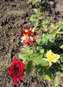 Первое цветение розы Фокус Покус