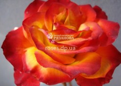 Фото чайно-гибридной розы Хай Меджик