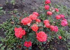 Фото куста бордюронй розы Хенд ин Хенд