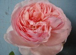 Цветок розы Хэритейдж
