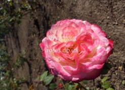 Цветок розы Чиппендейл