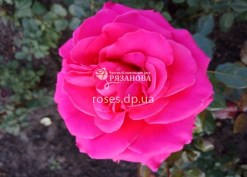 Фото цветка розы Шания