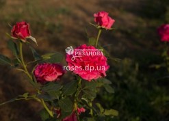 Роза Шания в питонике роз