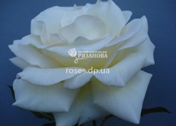 Цветок розы Шнеевальзер