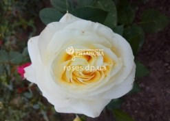 Цветок розы Элина
