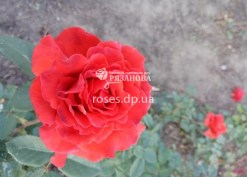Фото розы Эль Торо в питомнике роз