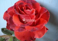 Фото цветка чайно-гибридной розы Эль Торо