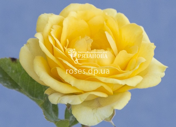 Цветок розы Санрайз