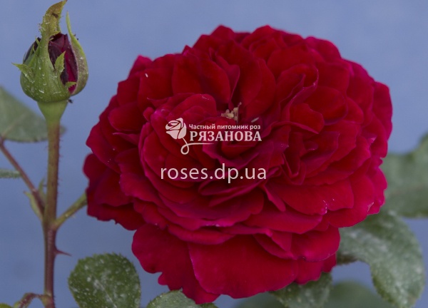 Цветок розы Ред Леонардо да Винчи