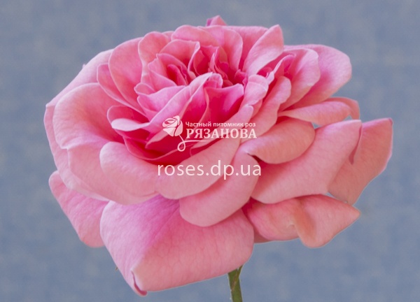 Цветок розы Ройял Боника