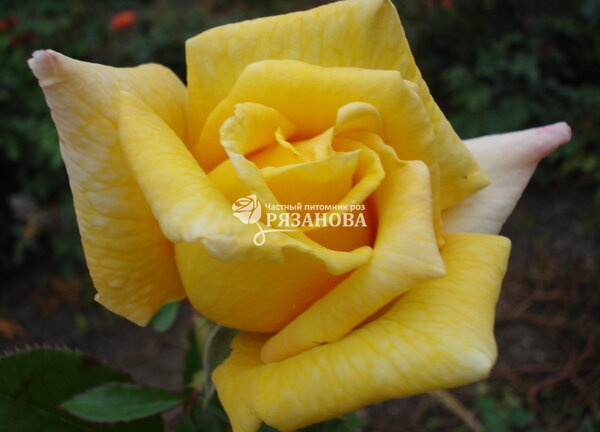 Цветок парковой розы Беролина
