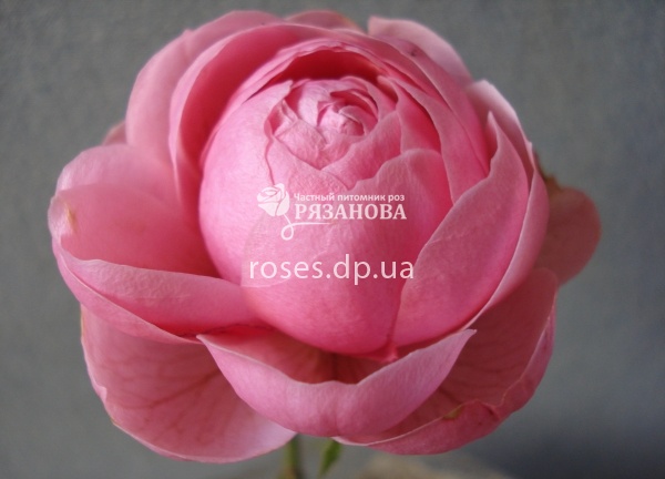 Цветок розы Помпонелла