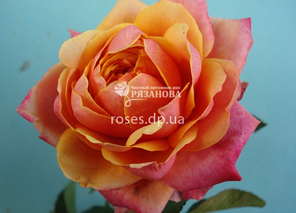 Цветок розы Черри Бренди